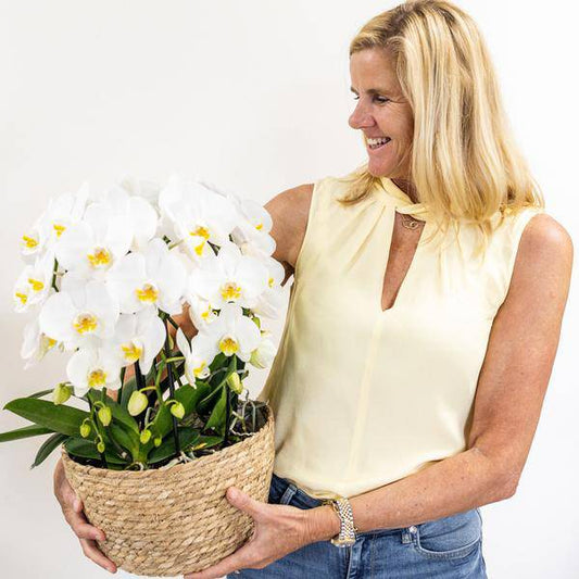 Orchideen-Set Weiß im Baumwollkorb – 3x Kolibri Orchidee Niagara Falls – Ø12cm – Mit Wassertank & Dochtsystem – Selbstversorgende Zimmerpflanzen – Mono Bouquet in Weiß