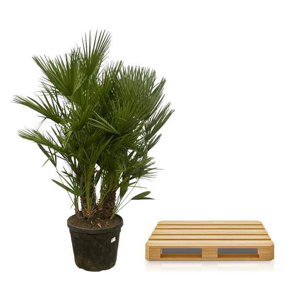 Chamaerops Humilis – Zwergpalme – mehrstämmig – Mediterrane Zimmer- und Gartenpflanze – Ø45cm – ↕180cm