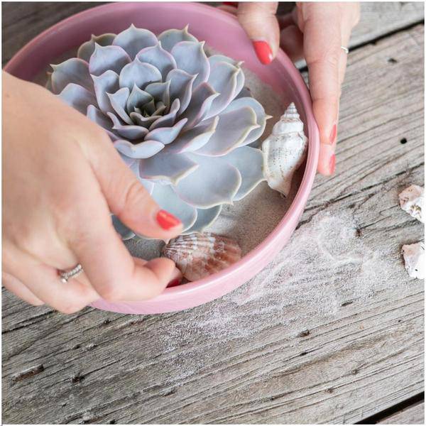 Sukkulente - Echeveria Lilacina im Schiefer 'Rosa' - Zimmerpflanze - Ø20cm - ↕5cm