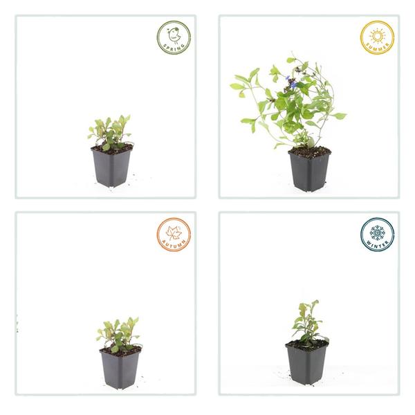 Kriechende Hornnarbe Ceratostigma plumbaginoides – 40 Pflanzen – ↕10-25cm – Ø9cm – Bodendecker – Blau blühend – Winterhart & pflegeleicht – Sonne & Halbschatten