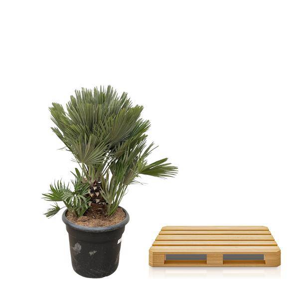 Grüne Zwergpalme - Chamaerops Humilis - Zimmerpflanze - 120cm - ø45cm