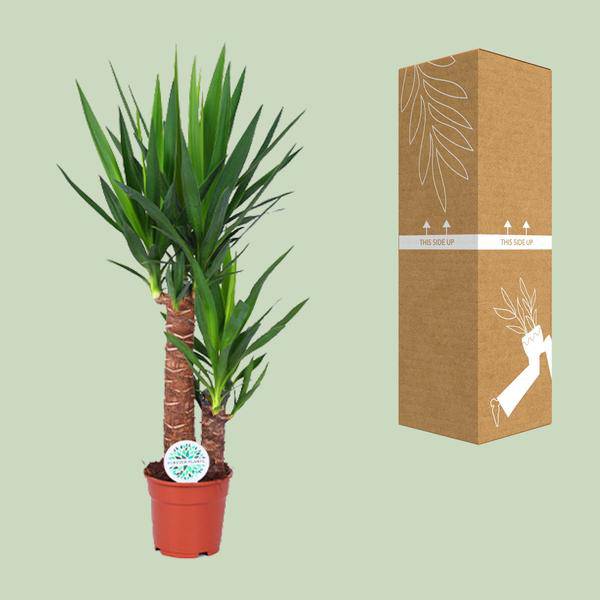 Palmlilie - Yucca - Zimmerpflanze - Ø17cm - ↕80cm