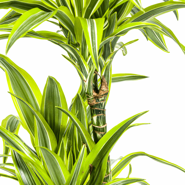 Dracaena Deremensis Zitronenlimette Ø24cm - ↕130 - 150cm