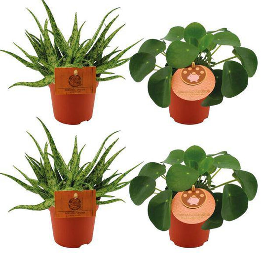 Aloe Spider + Pilea Peperomioides – 4 Zimmerpflanzen im Set – Ø10.5cm – ↕10cm – Pflegeleichte Grünpflanzen & Sukkulenten – Dekorativ für Wohnzimmer, Fensterbank & Büro