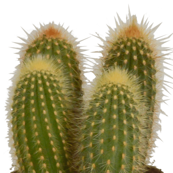 Kaktus - Cereus Mix - Zimmerpflanze - 10,5 cm - 3 Stück