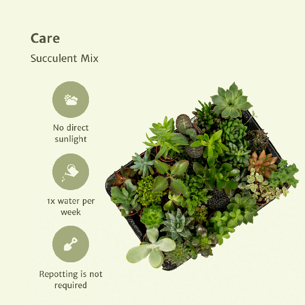 Sukkulenten Mix - 10 Stück - Ø5,5cm - ↕7cm