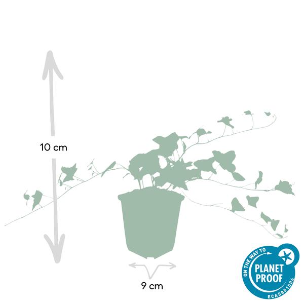 Hedera helix 'Glacier' – Weißgrüner Efeu – ↕10-25 cm – Ø9 cm – 20 Pflanzen – Bodendecker, Heckenpflanze & Kletterpflanze – Pflegeleicht & schnellwachsend