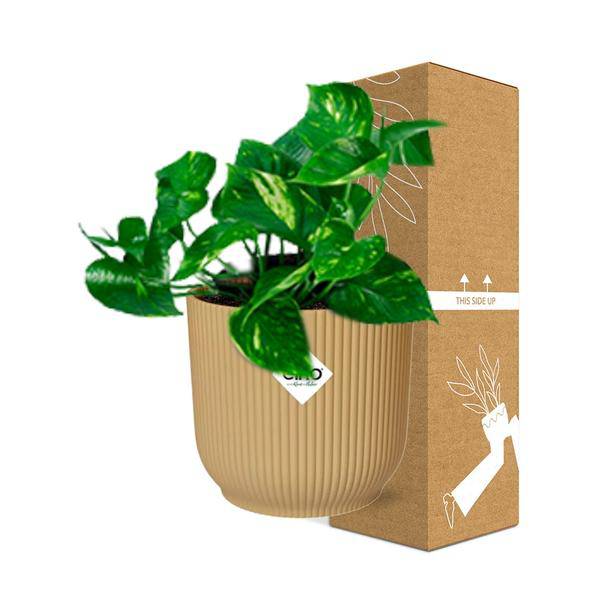 Efeutute - Epipremnum Pinnatum 'Aureum' - Zimmerpflanze + Topf Vibes Fold 14cm Gelb