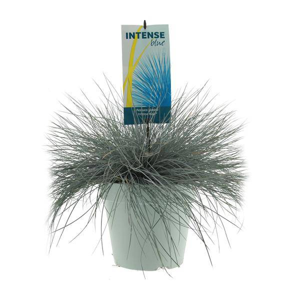 Blau-Schwingel - Festuca Glauca Intense Blue - Ø23cm - ↕50cm