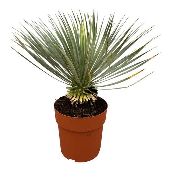 Palmlilie - Yucca Rostrata auf Stiel - ↕70 cm - Ø30cm - Exotische Zimmer- & Terrassenpflanze – Pflegeleicht & robust