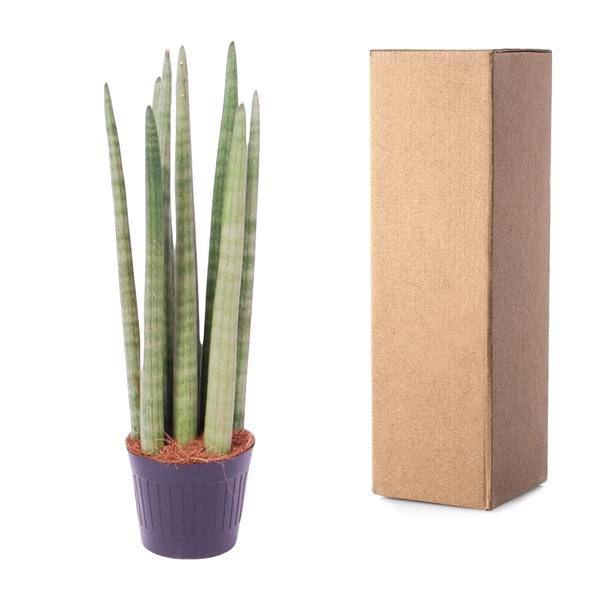 Sansevieria cylindrica Spaghetti – Bogenhanf Zimmerpflanze ↕40cm – Ø10,5cm – Pflegeleichte Grünpflanze mit schwertförmigen Blättern – Luftreinigende Pflanze für Wohnzimmer & Büro