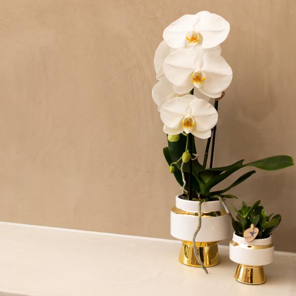 Le Chic Blumentopf – Weißer Keramiktopf mit goldenen Details – Ø6cm – Eleganter Ziertopf für Orchideen & Grünpflanzen – Glänzende Dekoration fürs Zuhause