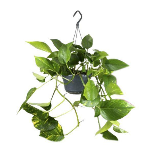 Efeutute – Epipremnum Aureum – Ø15cm x H25cm – Schneller Wuchs – Pflegeleichte Zimmerpflanze – Luftreinigend – Kletter- & Hängepflanze