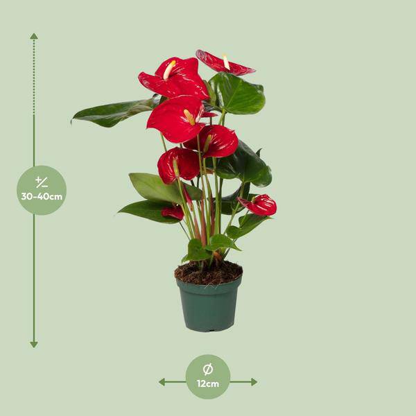 Flamingoblume (Anthurium Andreanum Grp Nevada) – Zimmerpflanze – Ø12cm – ↕40cm – Leuchtend rote Blüten – Halbschatten – Tropische Eleganz für Innenräume