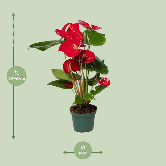Flamingoblume (Anthurium Andreanum Grp Nevada) – Zimmerpflanze – Ø12cm – ↕40cm – Leuchtend rote Blüten – Halbschatten – Tropische Eleganz für Innenräume