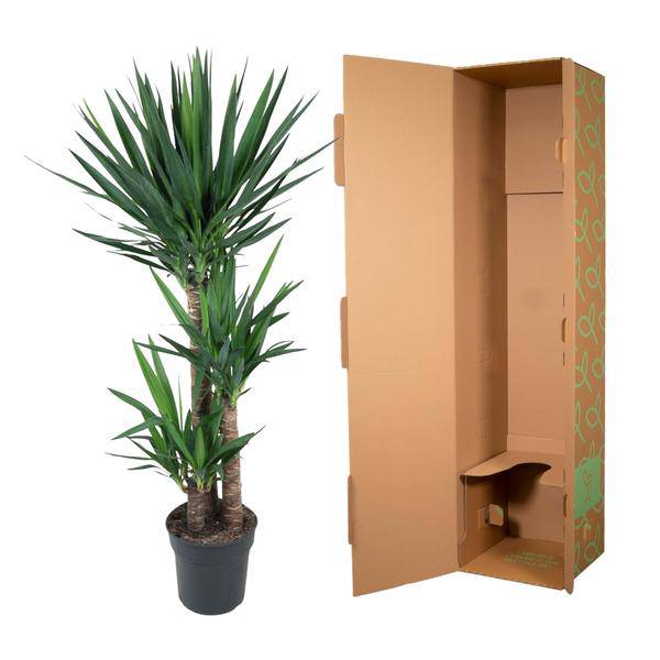 Yucca Elephantipes – Riesen-Palmlilie – Zimmerpflanze – Ø27cm – ↕140cm – Pflegeleicht & Robust – Für Innen & Außen