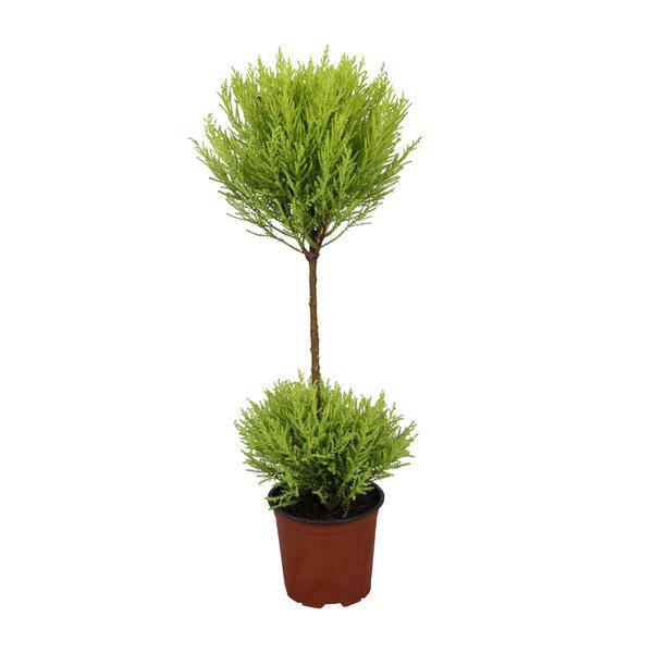 Zimmerzypresse - Cupressus Goldcrest Wilma - Ø14cm - ↕60cm