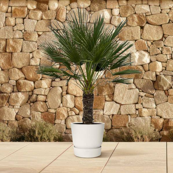 Chamaerops Humilis auf Stiel – Zwergpalme – Fächerpalme – Mediterrane Zimmer- und Kübelpflanze – Ø45cm – ↕150cm