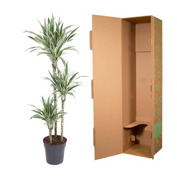 Drachenbaum – Dracaena White Stripe 150cm – Ø24cm – Zimmerpflanze mit grünen Blättern & weißen Streifen – Elegante pflegeleichte Dekopflanze für Wohnzimmer, Büro & Wintergarten