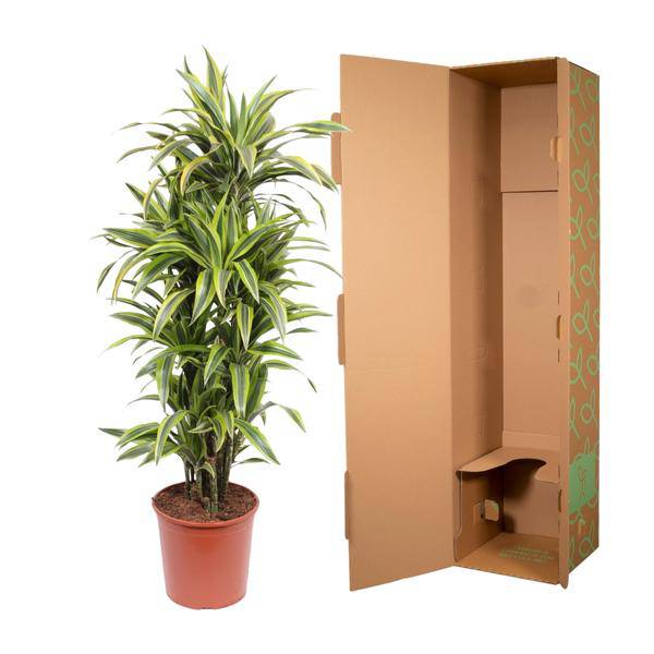 Drachenbaum - Dracaena Lemonlime - Zimmerpflanze - 150cm - ø30cm