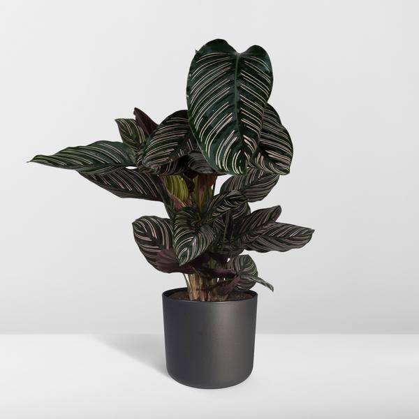 Calathea Ornata – Korbmarante – Zimmerpflanze – Ø19cm x ↕75cm – Dunkelgrüne Blätter mit rosa Streifen – Tropische Pflanze für Wohnräume – Luftreinigend & pflegeleicht