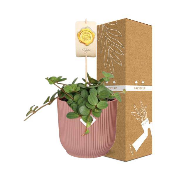 Zwergpfeffer - Peperomia 'Hope' - Zimmerpflanze + Topf Vibes Fold 14cm Rosa