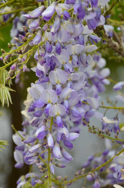 Chinesischer Duft-Blauregen - Wisteria sinensis 'Caroline' - ↨65cm - Ø15cm - 2 Stück