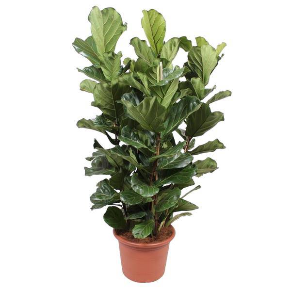 Echte Feige - Ficus Lyrata - 200cm - ø50cm