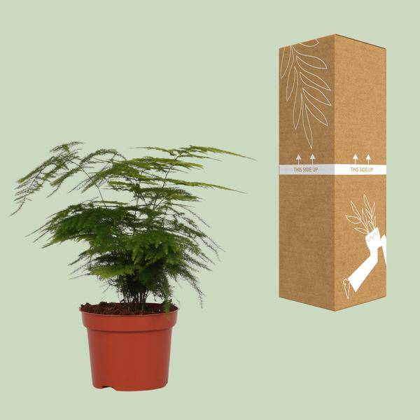 Feder-Spargel – Asparagus Setaceus 'Plumosus' – zarte Zimmerpflanze – Ø12cm Topf – ca. 35 cm hoch – luftreinigend & pflegeleicht