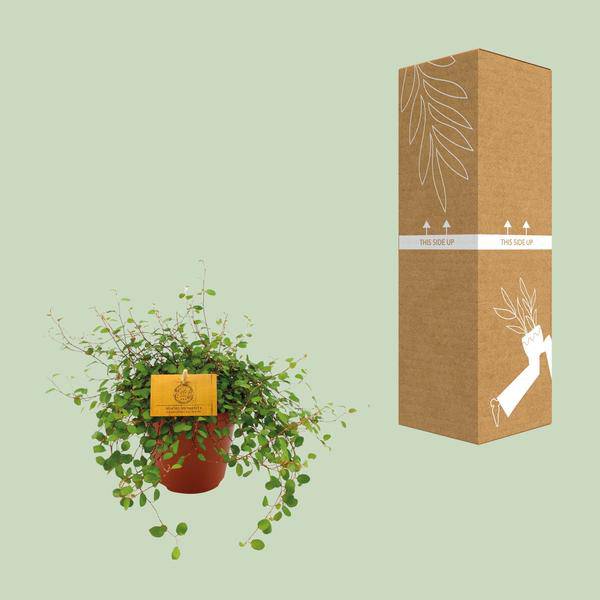 Drahtstrauch - Muehlenbeckia Maori - Zimmerpflanze - Ø12cm - ↕20cm