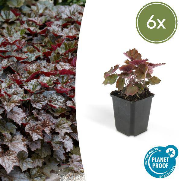 Rotblättriges Silberglöckchen - Heuchera mic. 'Palace Purple' - ↕10-25cm - Ø9cm - 6 Stück
