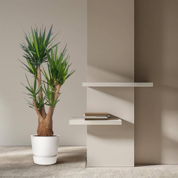 Riesen-Palmlilie – Yucca Elephantipes verzweigt – Zimmerpflanze 190cm – Ø55cm – Tropische Grünpflanze für Wohnzimmer, Büro & Wintergarten – Pflegeleicht & robust