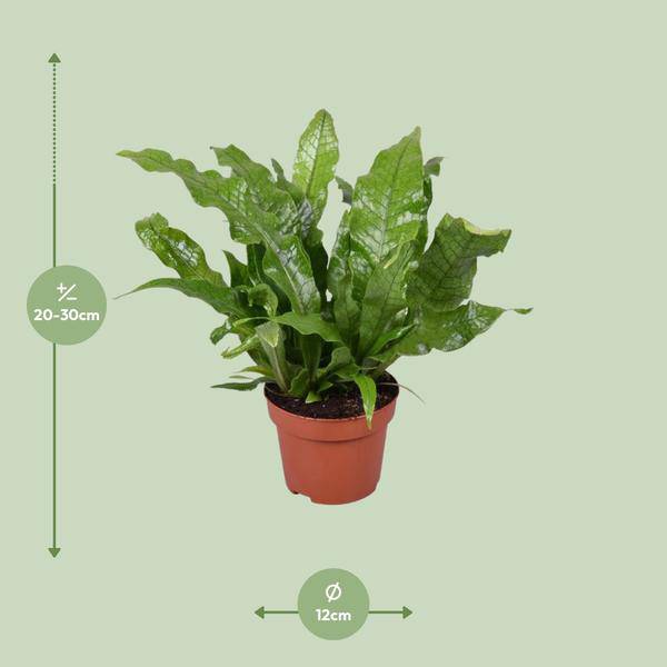 Krokodilfarn - Microsorum Crocodyllus - Zimmerpflanze - Ø12cm - ↕30cm