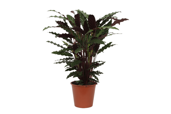 Calathea Wavestar – Korbmarante – Zimmerpflanze Ø19cm – Höhe ca. 80cm – Exotische Blattschmuckpflanze für Innenräume