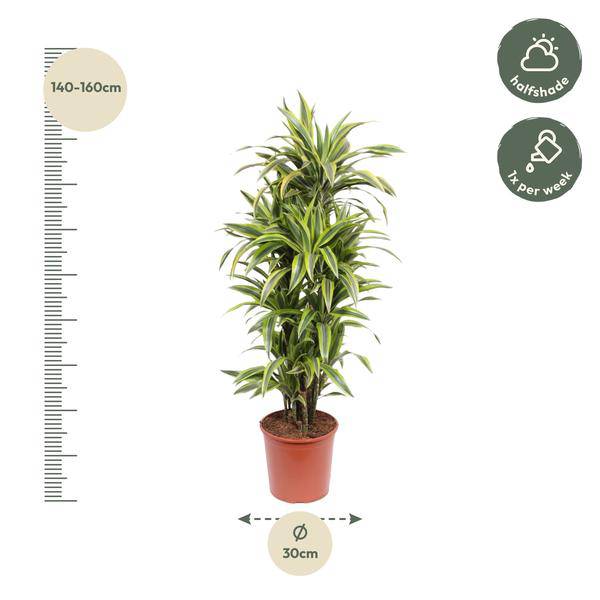 Drachenbaum - Dracaena Lemonlime - Zimmerpflanze - 150cm - ø30cm