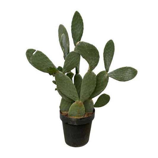 Opuntia Ficus Indica – Feigenkaktus – Große Zimmer- & Gartenpflanze – ↕140cm – Ø50cm – Pflegeleichter Kaktus mit gelben Blüten – Sukkulente für sonnige Standorte