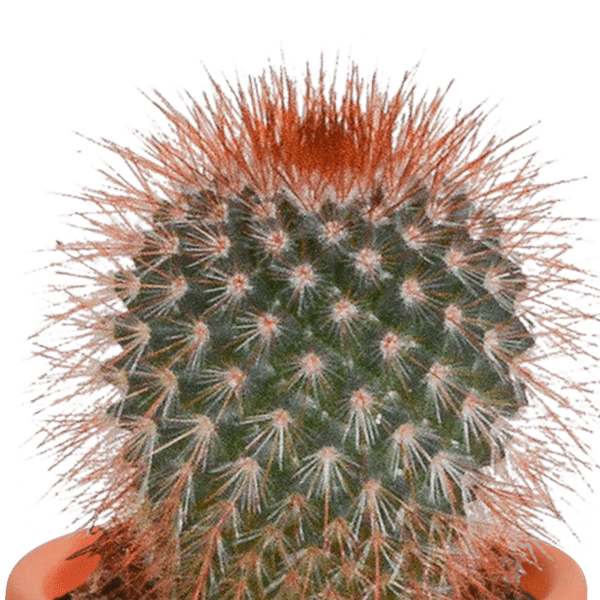 Kakteen und Sukkulenten Mix - 5,5 cm - 15 Stück