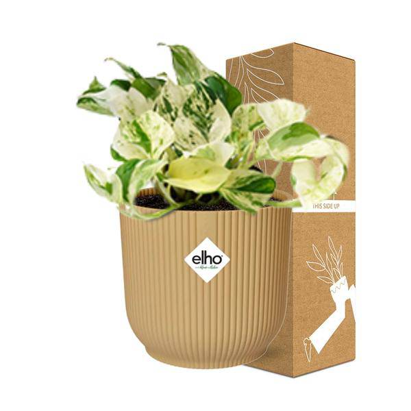 Efeutute - Epipremnum Pinnatum Happy Leaf - Zimmerpflanze + Topf Vibes Fold 14cm Gelb