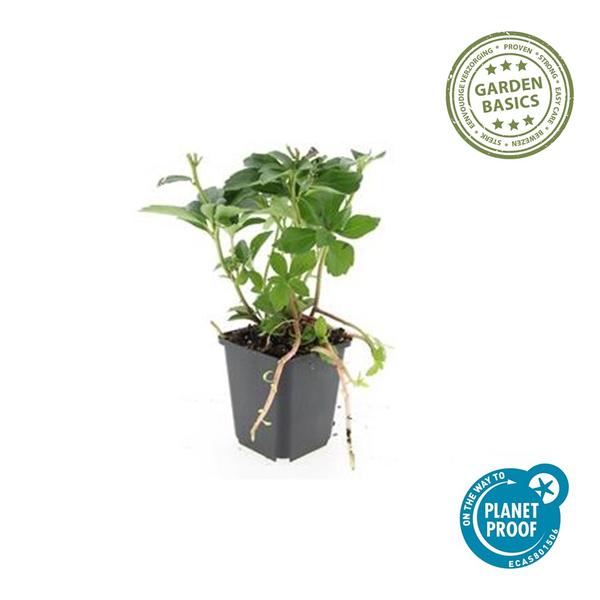 Japanischer Ysander – Pachysandra terminalis – ↕10-25cm – Ø9cm – 20 Pflanzen – Immergrüner Bodendecker – Schattengarten – Pflegeleicht