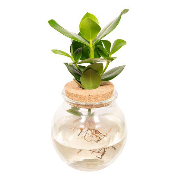 Balsamapfel Clusia Hydroponie-Mischung – Zimmerpflanze im Kugel-Glaskorken – Ø12cm – ca. 30cm hoch – pflegeleicht & wasserbasiert