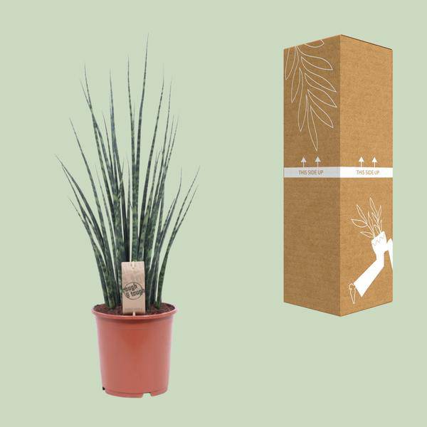 Bogenhanf - Sansevieria Fernholz Mikado - Zimmerpflanze - Ø19cm - ↕80cm