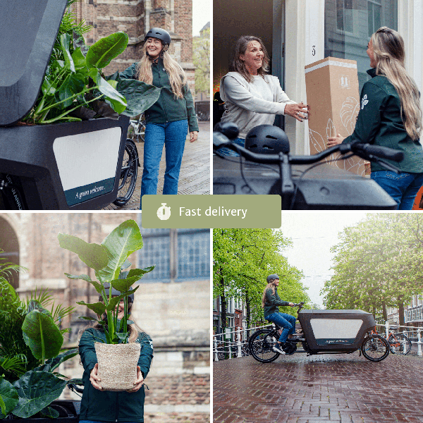 Trockenblumen im Briefkasten - Multi - Oasis of Life