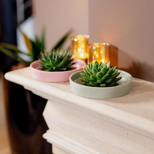 Sukkulente - Echeveria Lilacina im Schiefer 'Rosa' - Zimmerpflanze - Ø20cm - ↕5cm