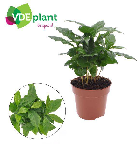 Kaffeepflanze - Coffea Arabica - Zimmerpflanze - Ø12cm - ↕30cm