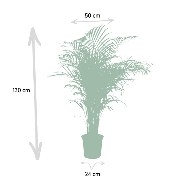Betelpalme Areca-Palme – Zimmerpflanze Ø24cm – 130cm hoch – Luftreinigende Goldfruchtpalme