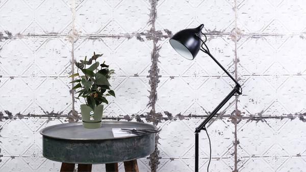 Anthurium Black Love – Flamingoblume – Zimmerpflanze – Ø12cm – ↕36cm – Elegante Anthurie mit glänzenden Blättern & herzförmigen Blüten – Luftreinigende Zimmerpflanze