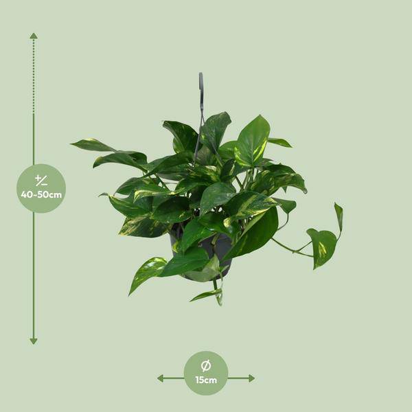 Efeutute - Scindapsus Epipremnum - Zimmerpflanze - Ø15cm - ↕45cm