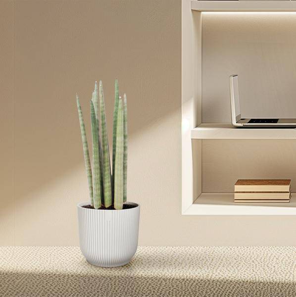 Sansevieria cylindrica Spaghetti – Bogenhanf Zimmerpflanze ↕40cm – Ø10,5cm – Pflegeleichte Grünpflanze mit schwertförmigen Blättern – Luftreinigende Pflanze für Wohnzimmer & Büro