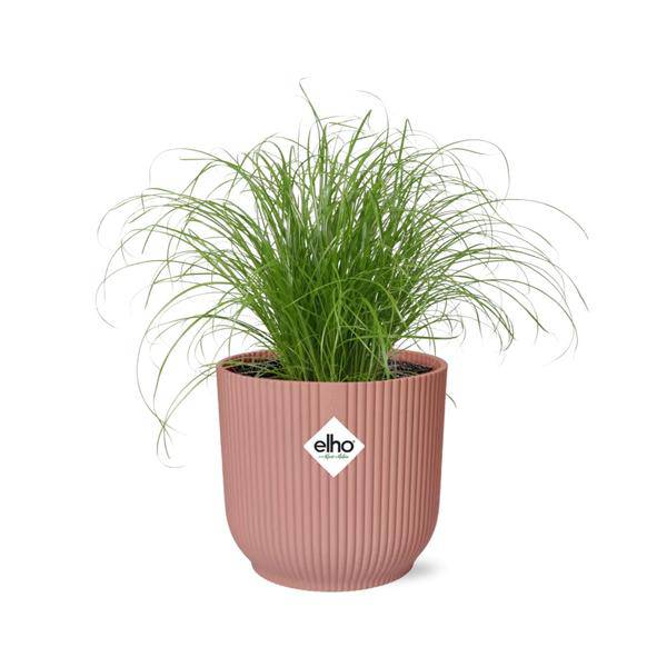 Wechselblättriges Zyperngras - Cyperus Alternifolius Zumula - Zimmerpflanze + Topf Vibes Fold 14cm Rosa