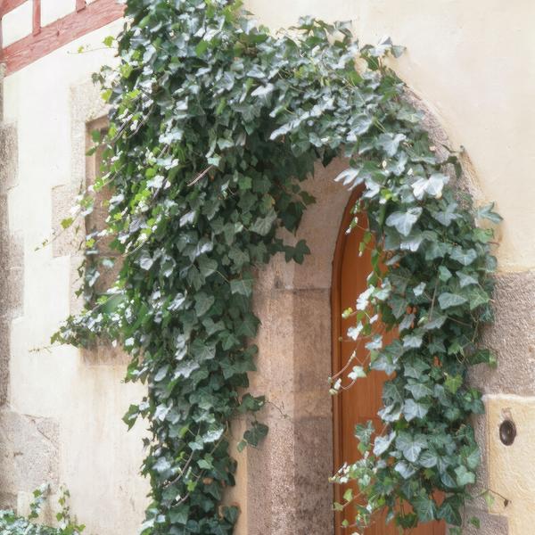 Hedera helix 'Glacier' – Weißgrüner Efeu – ↕10-25 cm – Ø9 cm – 20 Pflanzen – Bodendecker, Heckenpflanze & Kletterpflanze – Pflegeleicht & schnellwachsend